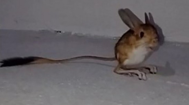 Bingöl'de Arap Tavşanı görüntülendi