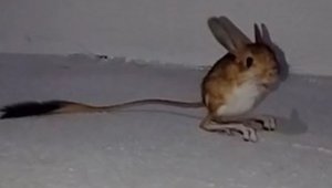 Bingöl'de Arap Tavşanı görüntülendi