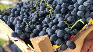 Cimin üzümü tezgahtaki yerini almaya başladı