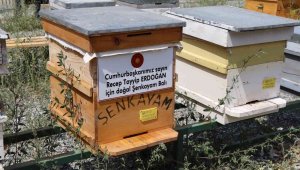 Doğal 'Şenkayam Balı' ürettiler