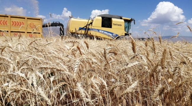 Erzurum'da 300 bin ton buğday hasadı bekleniyor