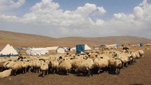 Erzurum'da 300 hane ile oba hayatı yaşayan göçerler 20 bin hayvana bakıyor