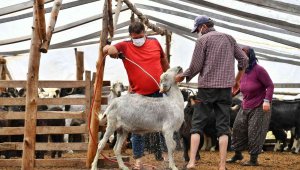 Hayvan üreticilerine ilaçlama desteği