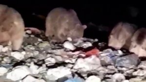 Şenkaya'da 20'den fazla ayı karnını doyurmak için çöplüğü istila etti