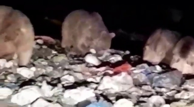 Şenkaya'da 20'den fazla ayı karnını doyurmak için çöplüğü istila etti