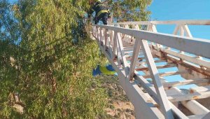 1700 metreden atladı, ağaçta asılı kaldı