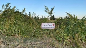 Ayçiçek ve mısır tarlaları arasına ekili olan 1 milyon 650 bin kök kenevir bitkisi ele geçirildi