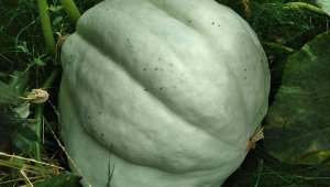 Bu kabağı görenler dönüp bir daha bakıyor