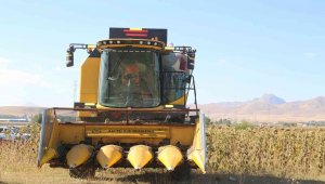 Erzurum'da hasat festivali