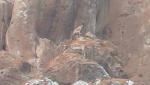 Erzurum'da nesli tükenmekte olan yaban keçileri görüntülendi