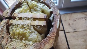 İspir'de arıcıların beyaz bal şaşkınlığı