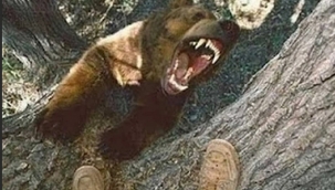 Kızlarkale'de ayı saldırısı