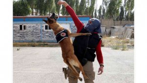 Narkotik köpeği Eris, Erzurum'da uyuşturucuya geçit vermiyor