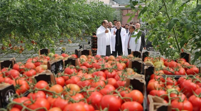 Türkiye'nin en ucuz domatesi üretiliyor