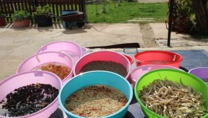 2023 yılının ata tohumları dağıtıma hazırlanıyor