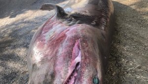 500 kiloluk dev ağlara takıldı