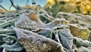 Ağrı dondu, her yer buz tuttu