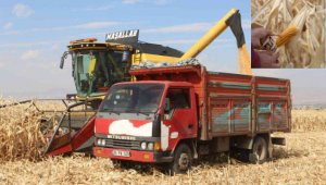 Erzurum'da ilk defa danelik mısır hasadı yapıldı