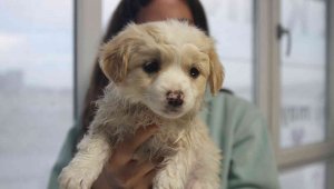 Evcil hayvanı olanlar dikkat, son tarih 31 Aralık