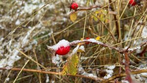 Sarıkamış beyaza büründü