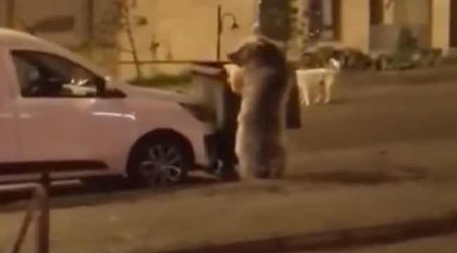 Sarıkamış'ta ayılar sokaklarda dolaşıyor