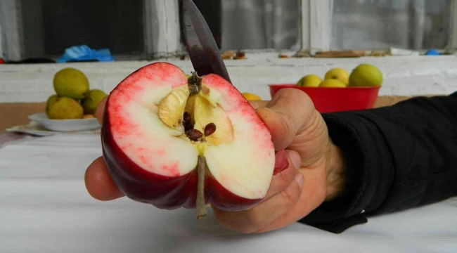 Bu elma sadece Posof'ta yetiştiriliyor