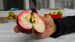 Bu elma sadece Posof'ta yetiştiriliyor