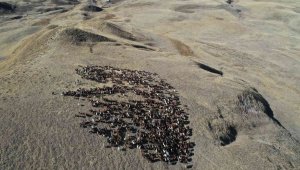 Erzurum'da meralar havadan görüntülendi