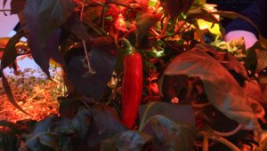 Güneş ve toprak olmadan 105 türde bitki yetiştirildi