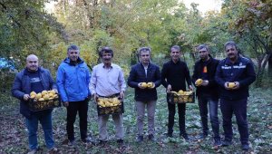 Karnavas'ın Ayvası vitamin deposu