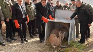 Tedavisi tamamlanan dağ keçileri ve kuşlar doğaya bırakıldı