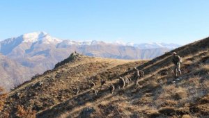 Tunceli'de geniş çaplı operasyon