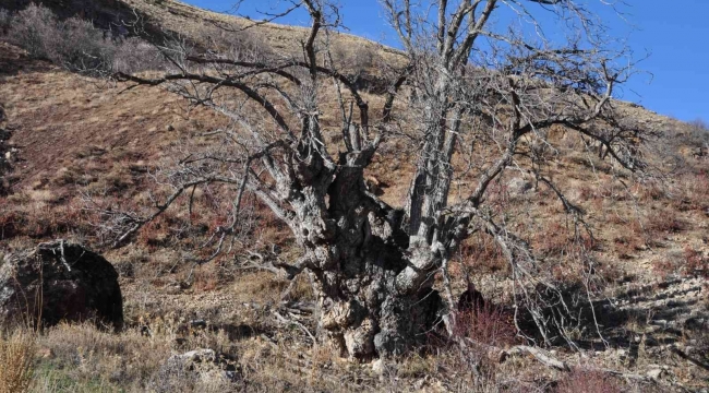 Türkiye'nin en geniş gövdeli ceviz ağacı için tescil başvurusu yapıldı