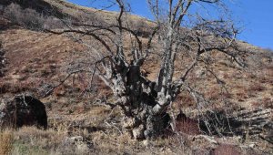 Türkiye'nin en geniş gövdeli ceviz ağacı için tescil başvurusu yapıldı