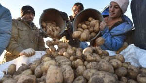 Türkiye'nin patates ihtiyacının yüzde 9'unu Ahlat karşılıyor