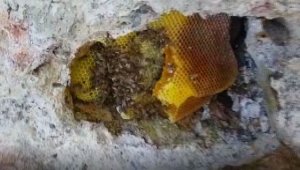 Balını 'taştan' çıkarıyor