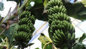 Bir zamanlar et fiyatıyla yarışıyordu, şimdi her eve giriyor