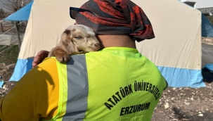 Atatürk Üniversitesi kuzulara koştu