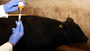 Doğu'da hayvanlar aşılanmaya başlandı