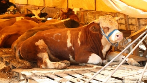 Erzurum'da büyükbaş yüzde 138,8, küçükbaş yüzde 108,7 oranında arttı