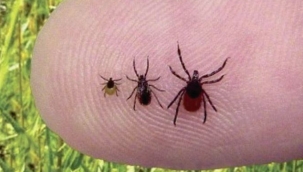 Bakan uyardı; "Bayram sonrası vakalarda artış var..."