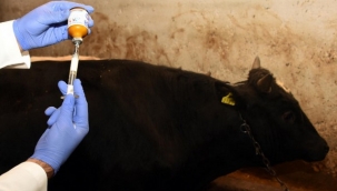 Erzurum'da şab tehlikesi