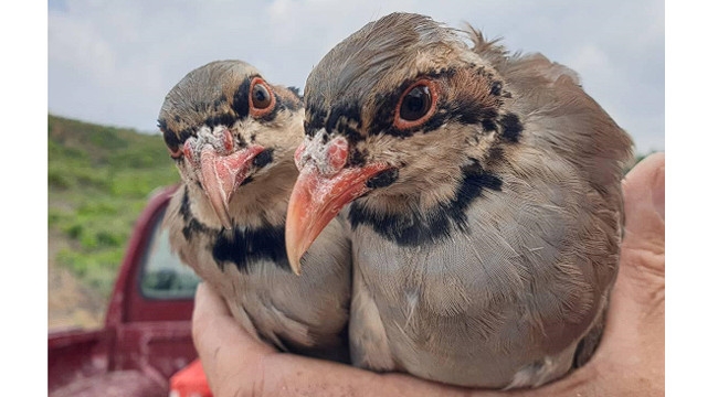 Kınalı keklikler doğal yaşamlarına salındı