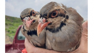 Kınalı keklikler doğal yaşamlarına salındı