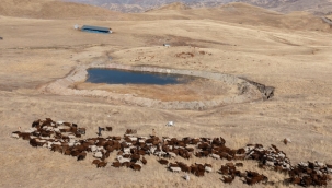 Küçükbaş hayvan yetiştiricilerine verilen kredi limiti artırıldı