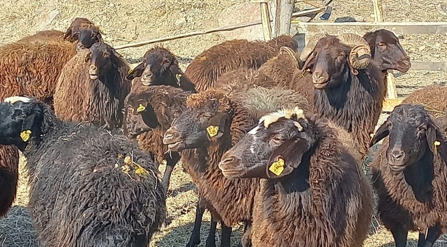"Köyümde Yaşamak İçin Bir Sürü Nedenim Var" projesi 3. etabı