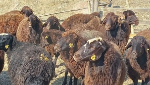"Köyümde Yaşamak İçin Bir Sürü Nedenim Var" projesi 3. etabı