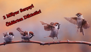 20 Mart, "Dünya Serçe Günü"