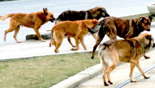 Sahipsiz sokak hayvanları uyutulacak