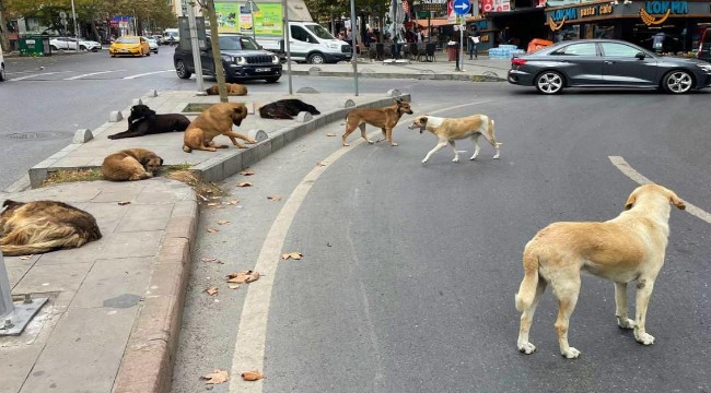 Sokak hayvanları için düzenleme Meclise sunuldu